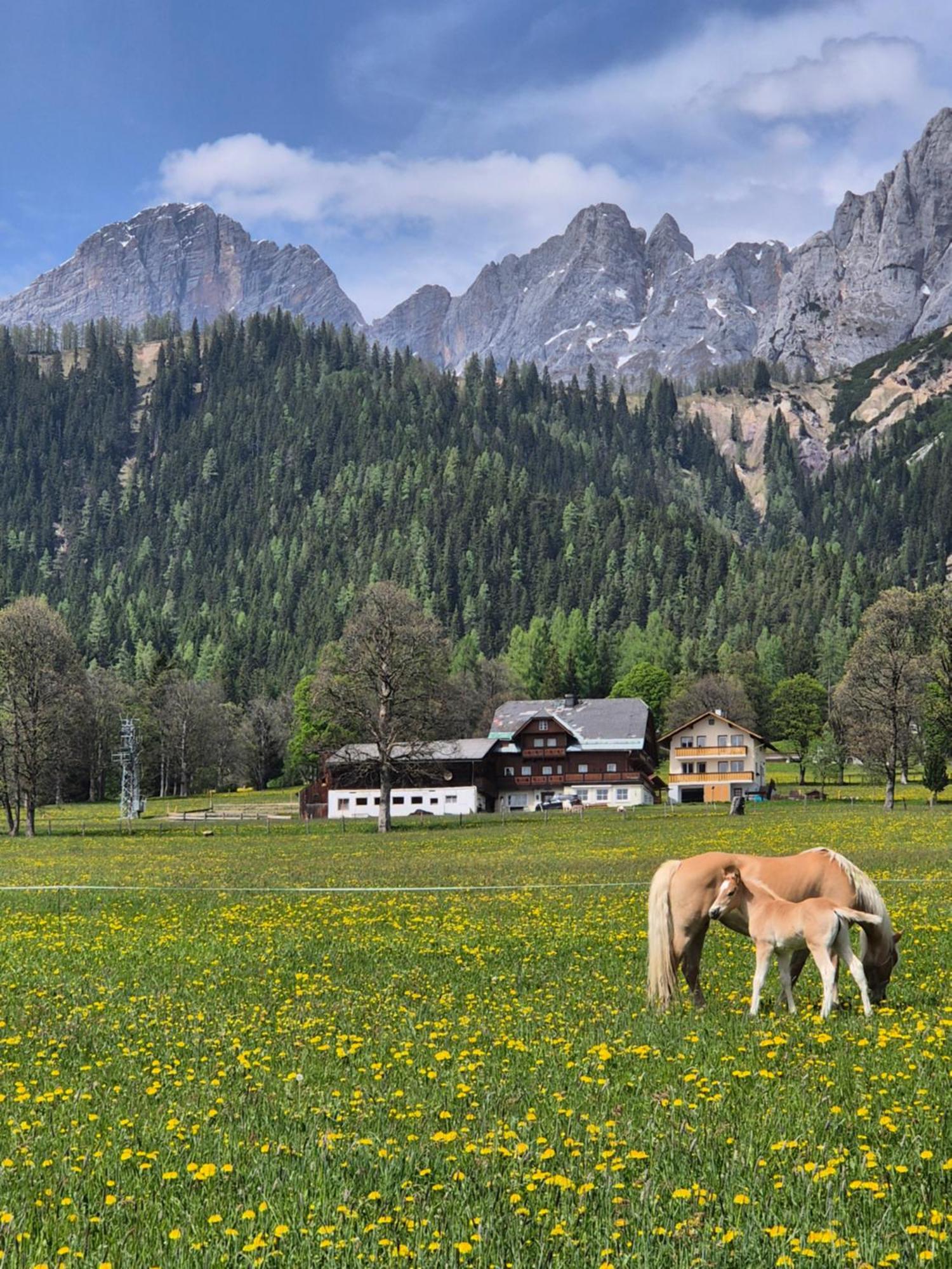 Family Appartment - Dachstein View Ramsau am Dachstein Exteriör bild